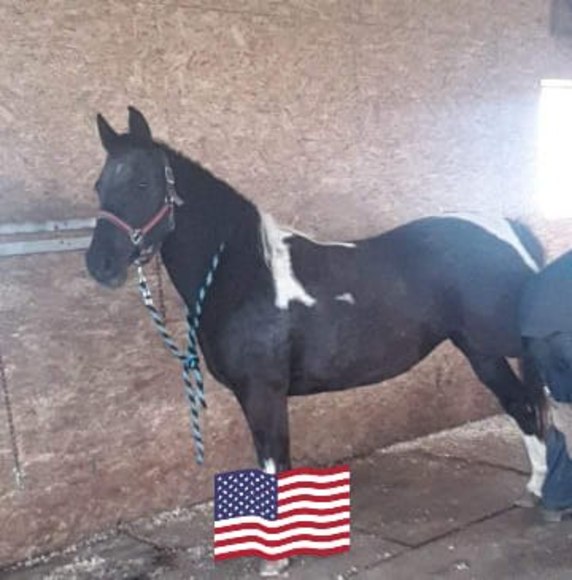 loomis_horses11